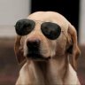 hashdog_me